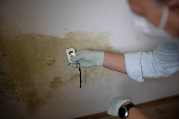 Mold Odor Removal Services